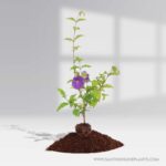 Bush Clock Laurifolia Blue