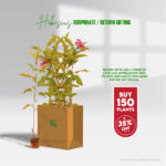 Bright Hibiscus flower plant pack for return gifts