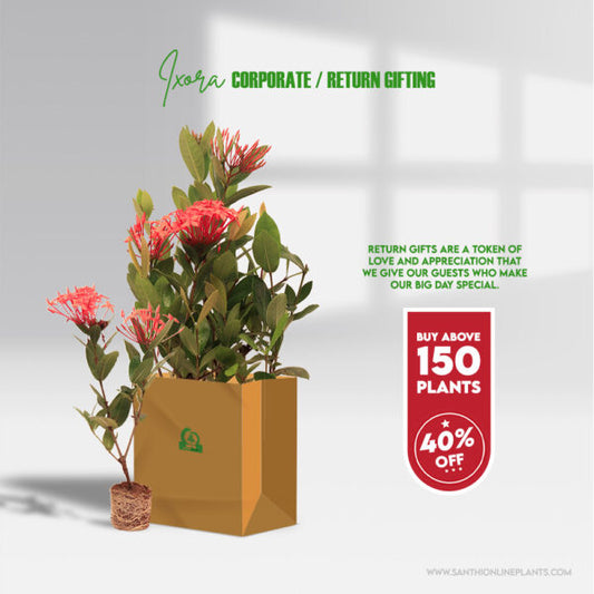 Pretty Beautiful Ixora Plants for Wedding Return Gifts