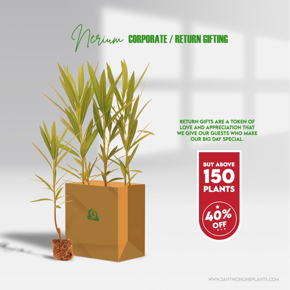 Best Nerium Flower Plants for return gifts