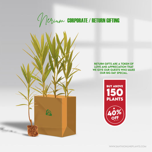 Best Nerium Flower Plants for return gifts