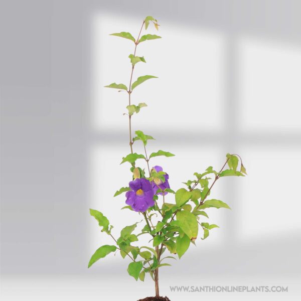 Bush Clock Laurifolia Blue