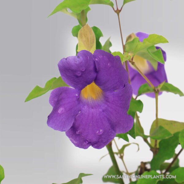Bush Clock Laurifolia Blue