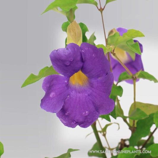 Bush Clock Laurifolia Blue