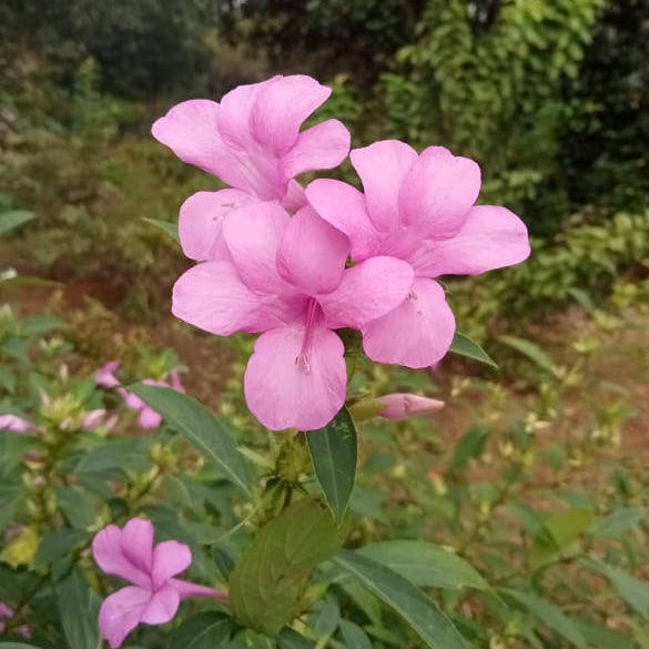 Pink december flower plant