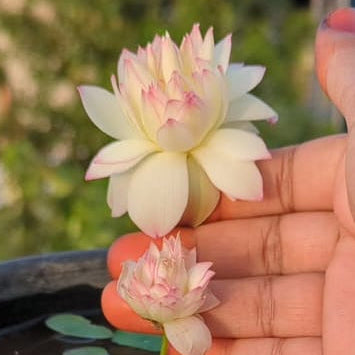 Bowl lotus 'Mirnalini ' tuber (Pack of 1 tuber)