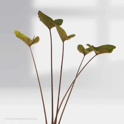 Colocasia esculenta ‘Coffee Cups’