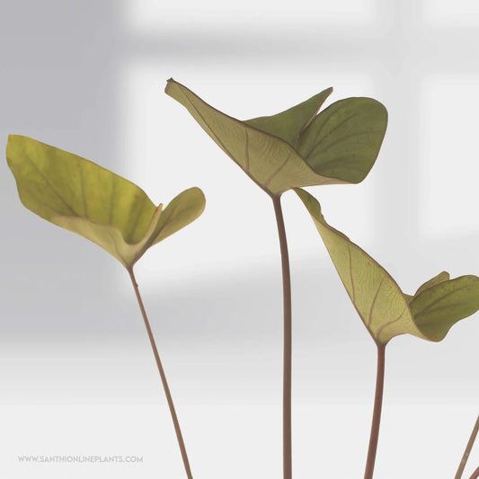Colocasia esculenta ‘Coffee Cups’