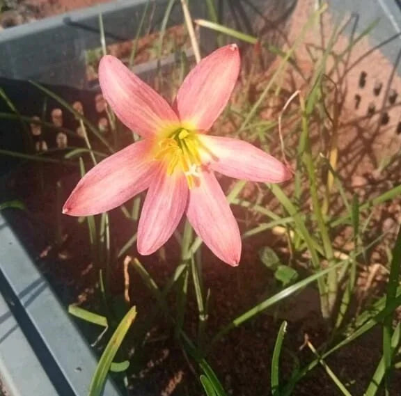 Rain lily ‘Rose perfection’ bulb