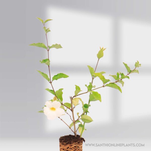 Bush Clock Vine White