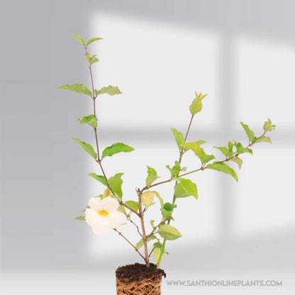 Bush Clock Vine White