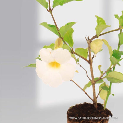 Bush Clock Vine White