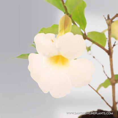 Bush Clock Vine White