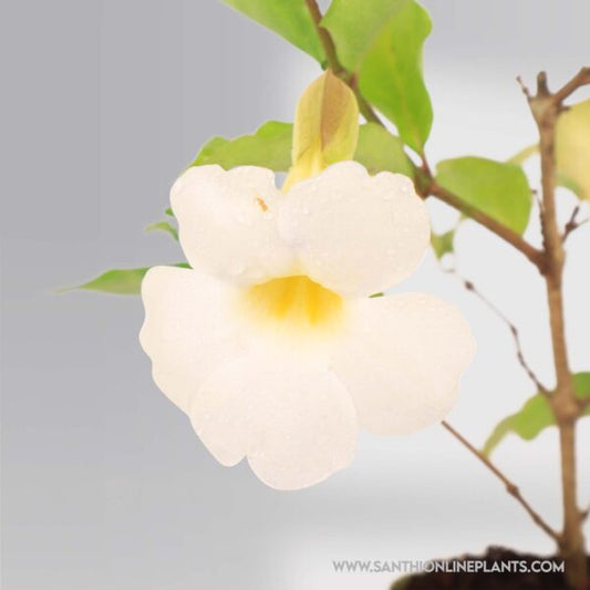 Bush Clock Vine White