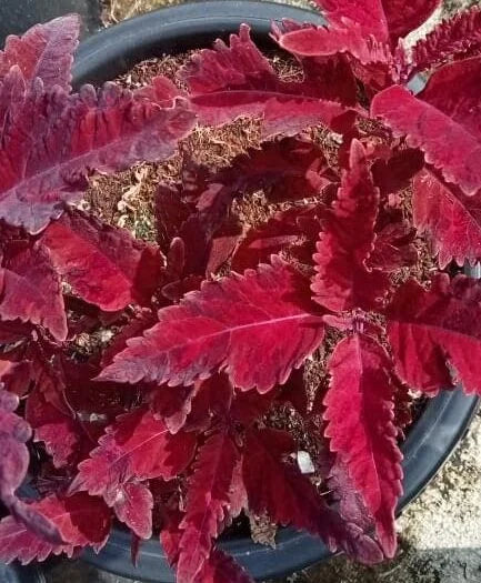 Coleus “red velvet”plant