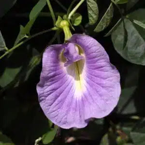 Clitoria purple plant
