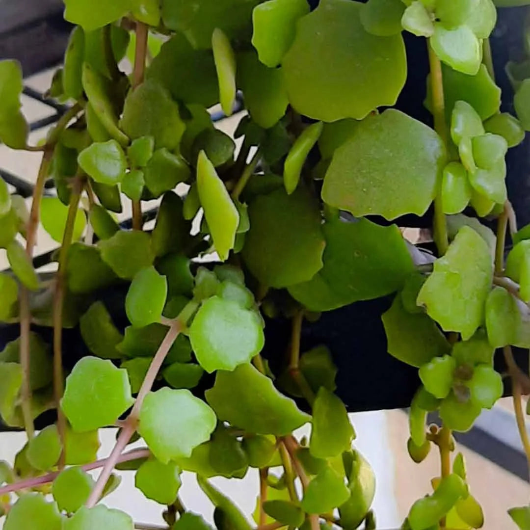 Tangled Heart Plant