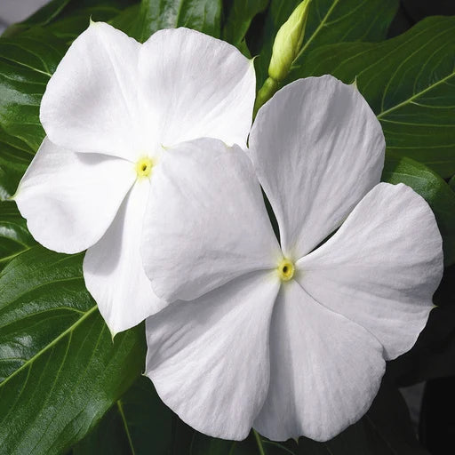 Madagascar periwinkle  white  flower plant - Nithyakalyani plant