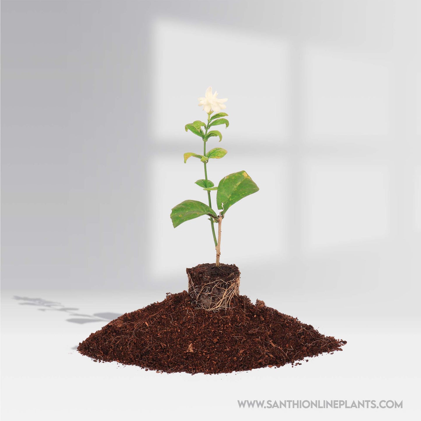 Jasminum grandiflorum : Big Flower Royal jasmine plant-Getti malli
