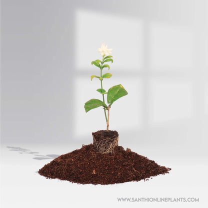 Jasminum grandiflorum : Big Flower Royal jasmine plant-Getti malli