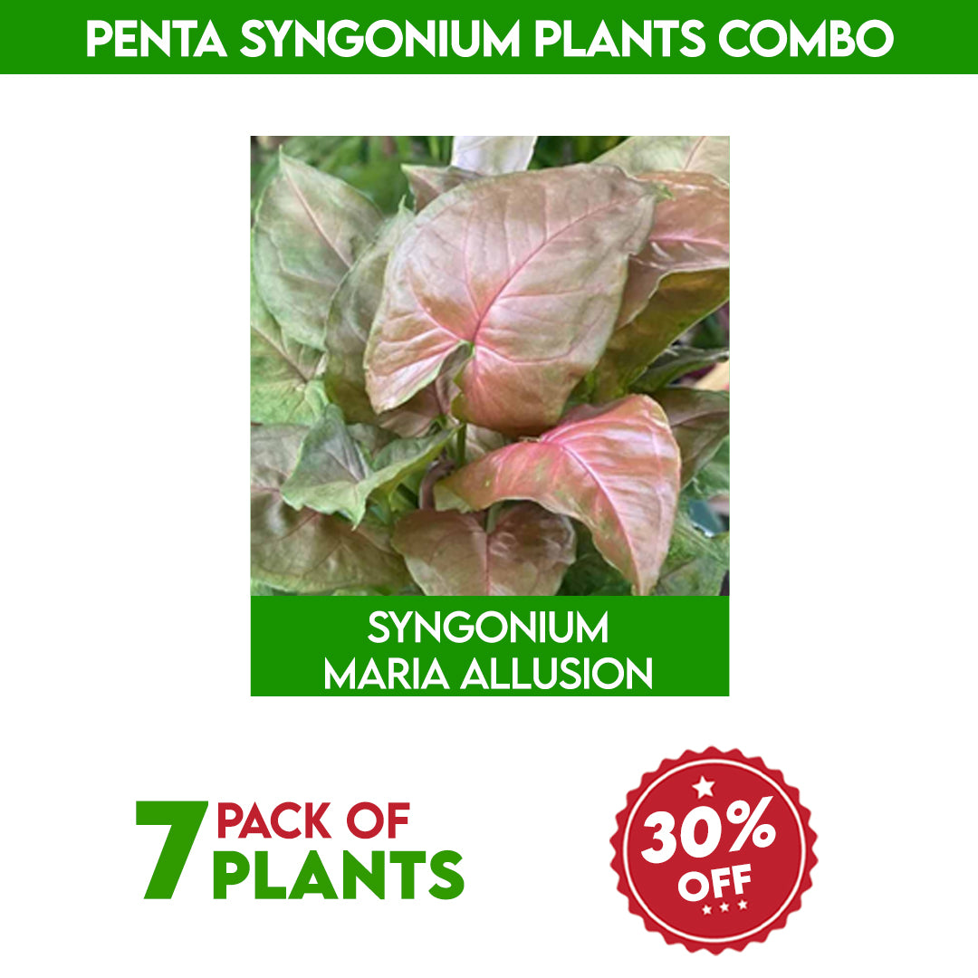 Penta syngonium plants combo