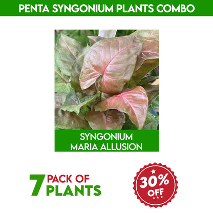 Penta syngonium plants combo