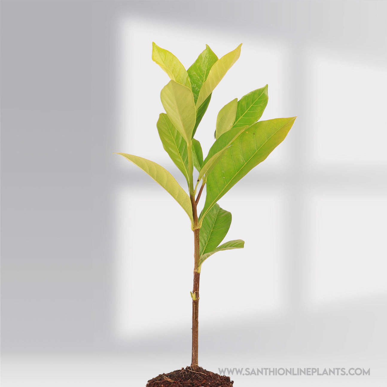 Parijatham Medium Plant (Gardenia Medium)