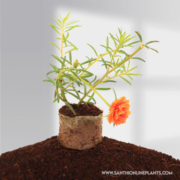 Portulaca 9’o clock orange