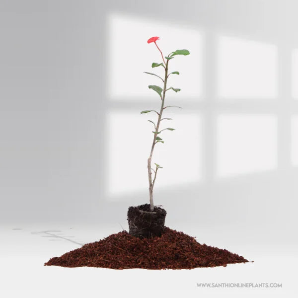 Euphorbia Geroldii-Thornless Crown Of thorns