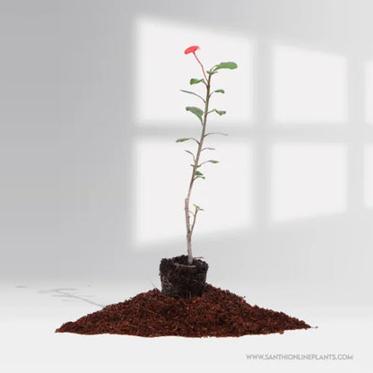 Euphorbia Geroldii-Thornless Crown Of thorns