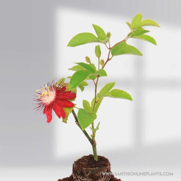 Passion Flower Red