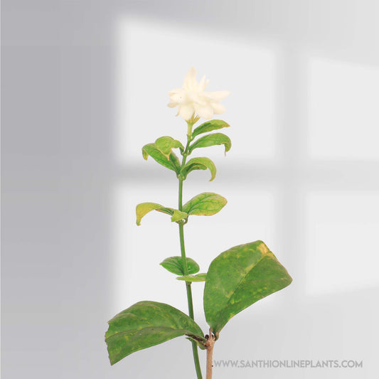 Jasminum grandiflorum : Big Flower Royal jasmine plant-Getti malli