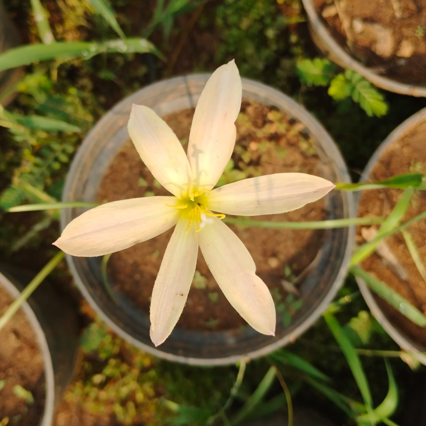 Zephyranthes San Antonio rain lily bulb