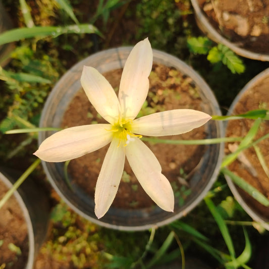 Zephyranthes San Antonio rain lily bulb