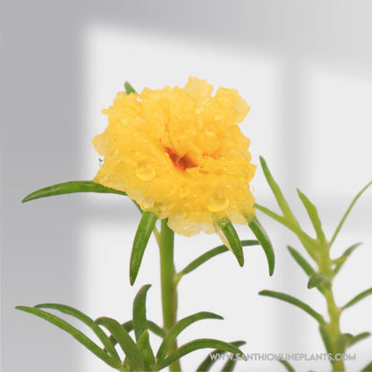 Portulaca 9’O Clock Lime Yellow