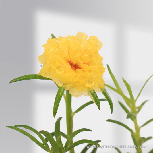 Portulaca 9’O Clock Lime Yellow