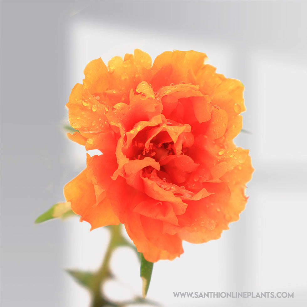 Portulaca 9’o clock orange