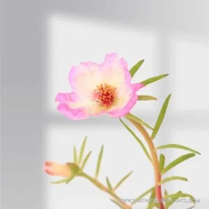 Portulaca Tiara Pink with White