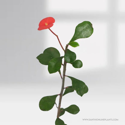 Euphorbia Geroldii-Thornless Crown Of thorns