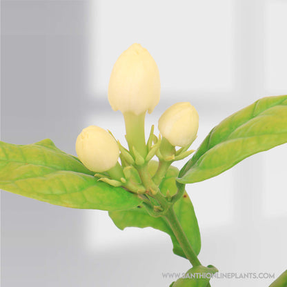Jasminum grandiflorum : Big Flower Royal jasmine plant-Getti malli