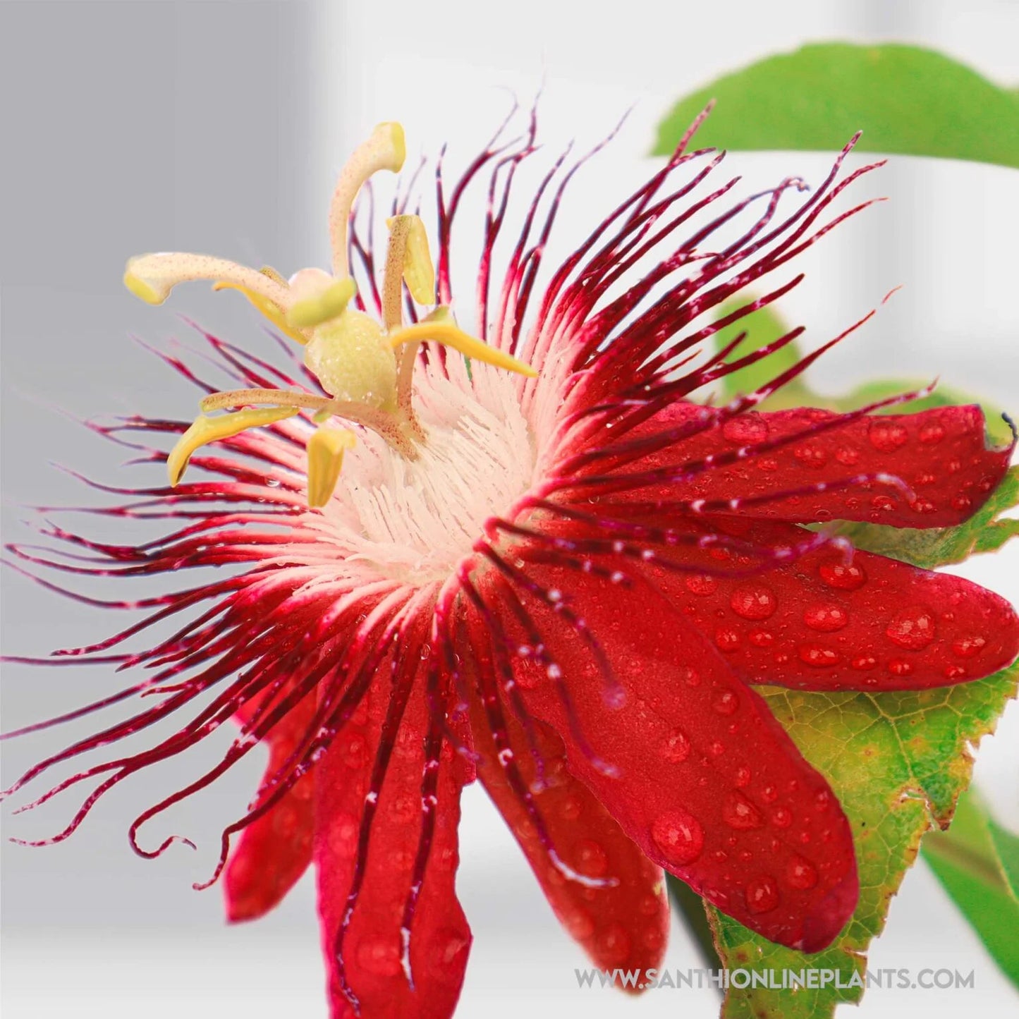 Passion Flower Red