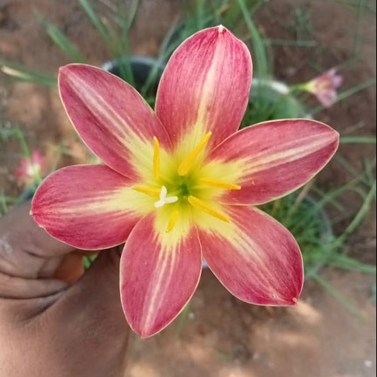 Red star with golden stripes rainlily bulb