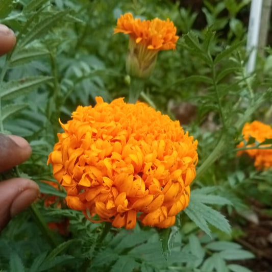 Orange teddy bear marigold seeds