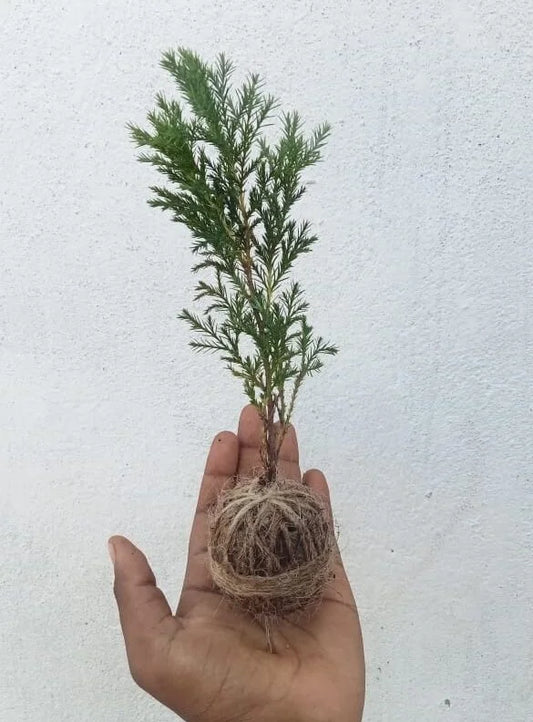 Green cypress kokedama using jute thread