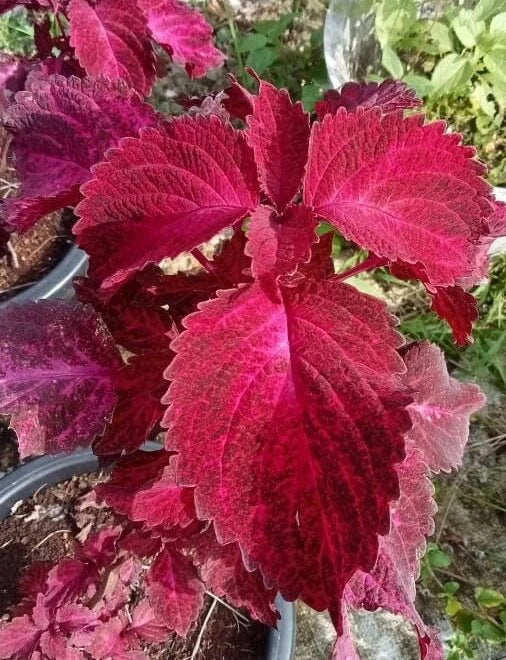 Coleus ”Big Red Judy”
