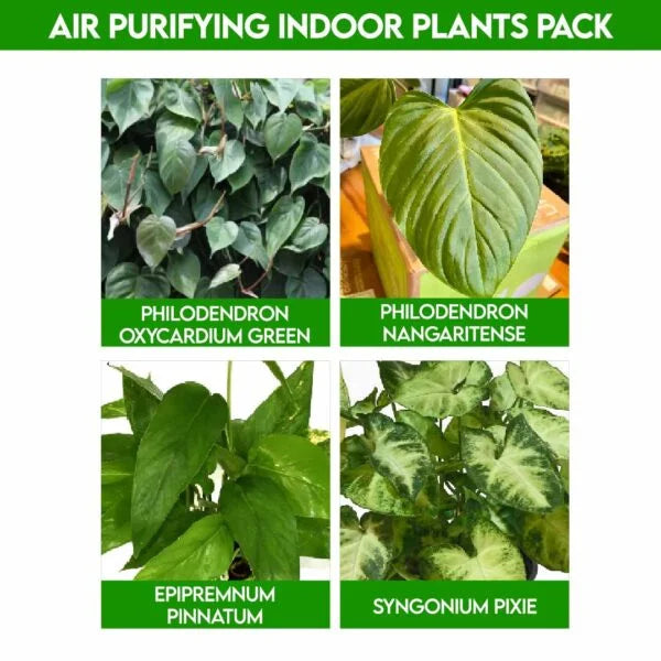 Air Purifying Indoor Plants : Pack of plant babies filling your space with love.