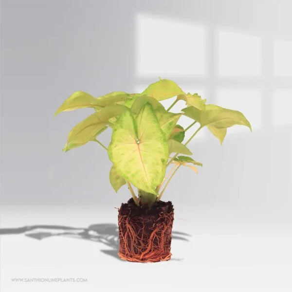 Syngonium Podophyllum : Classic Golden Allusion plant
