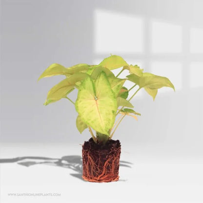Syngonium Podophyllum : Classic Golden Allusion plant