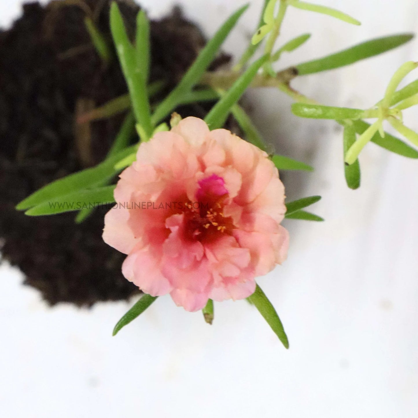 Portulaca 9’O Clock Peach