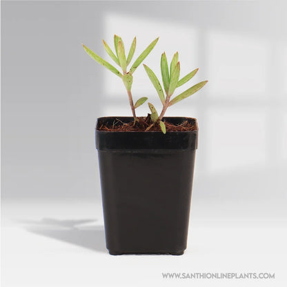 Kalanchoe Delagoensis ‘Chandelier’